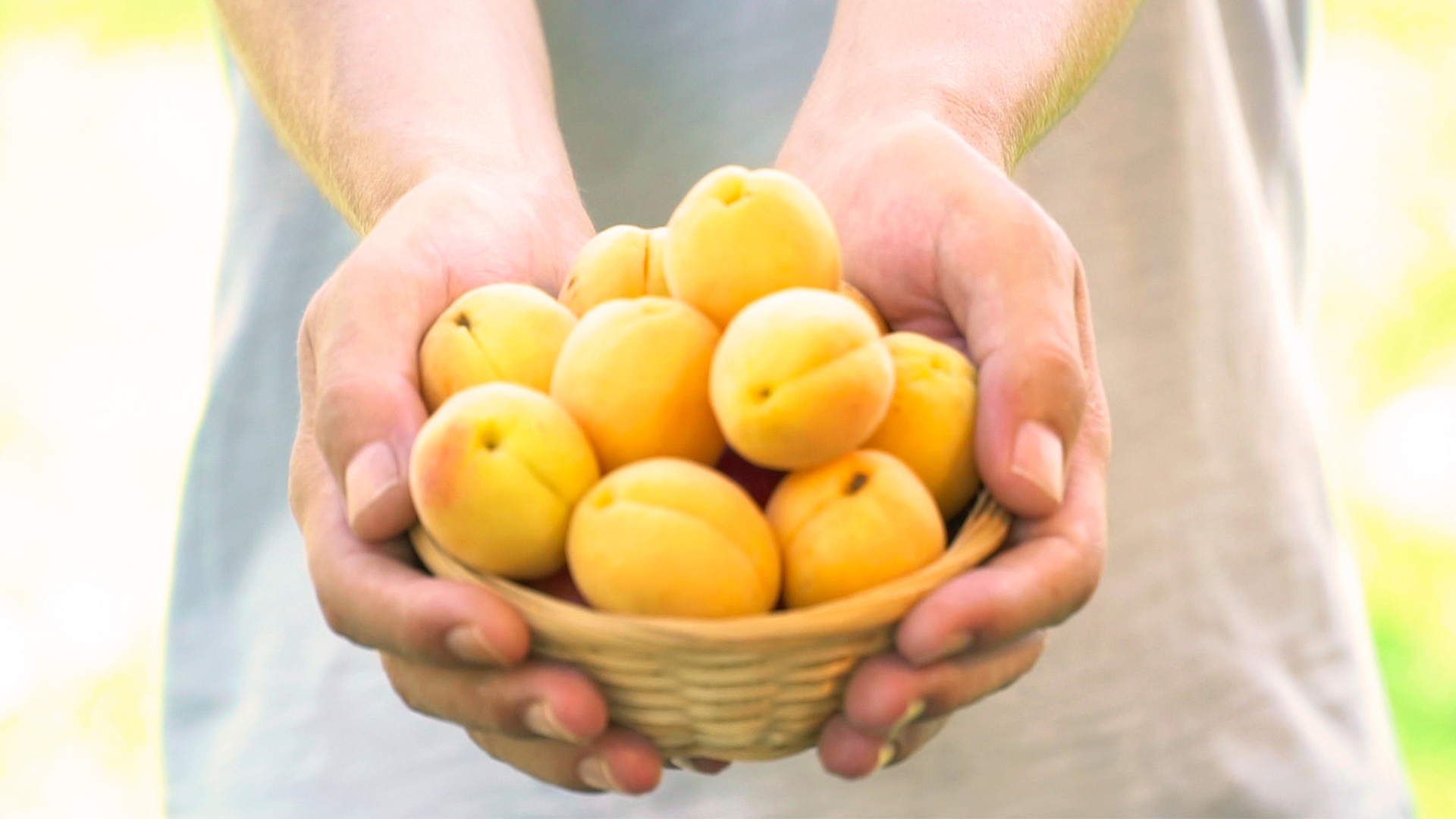 Albicocche agroforestazione