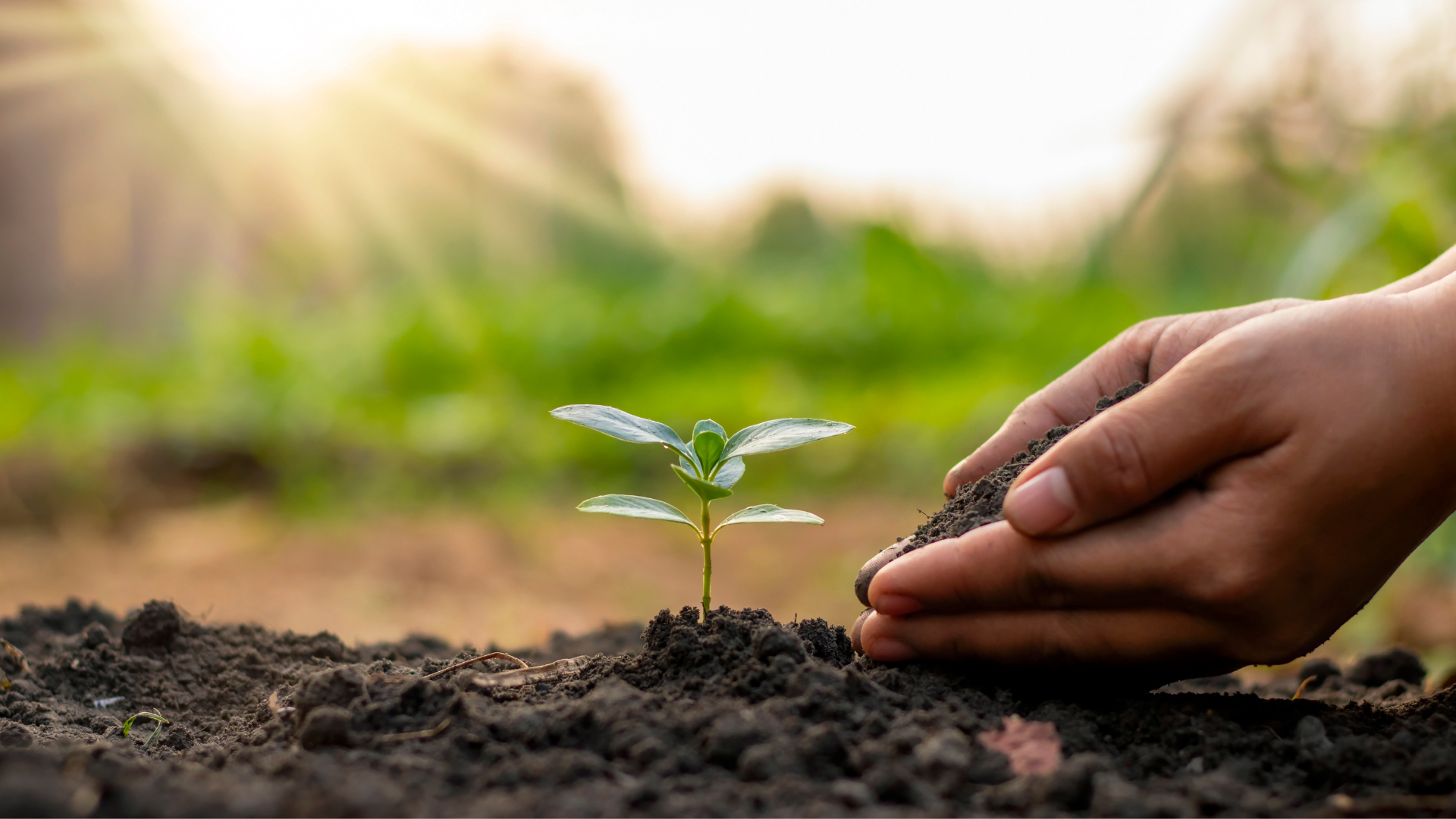 Foto per sito agroforestazione 1