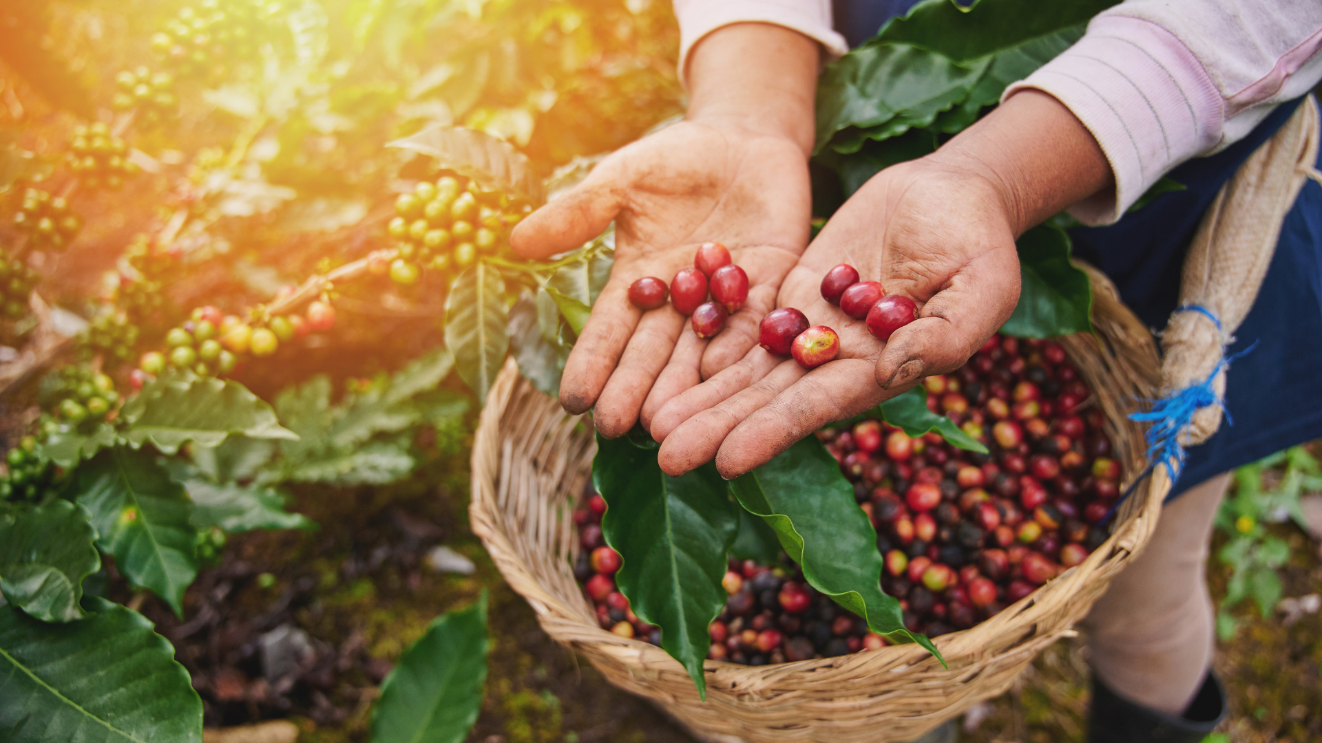 Foto per sito agroforestazione 2