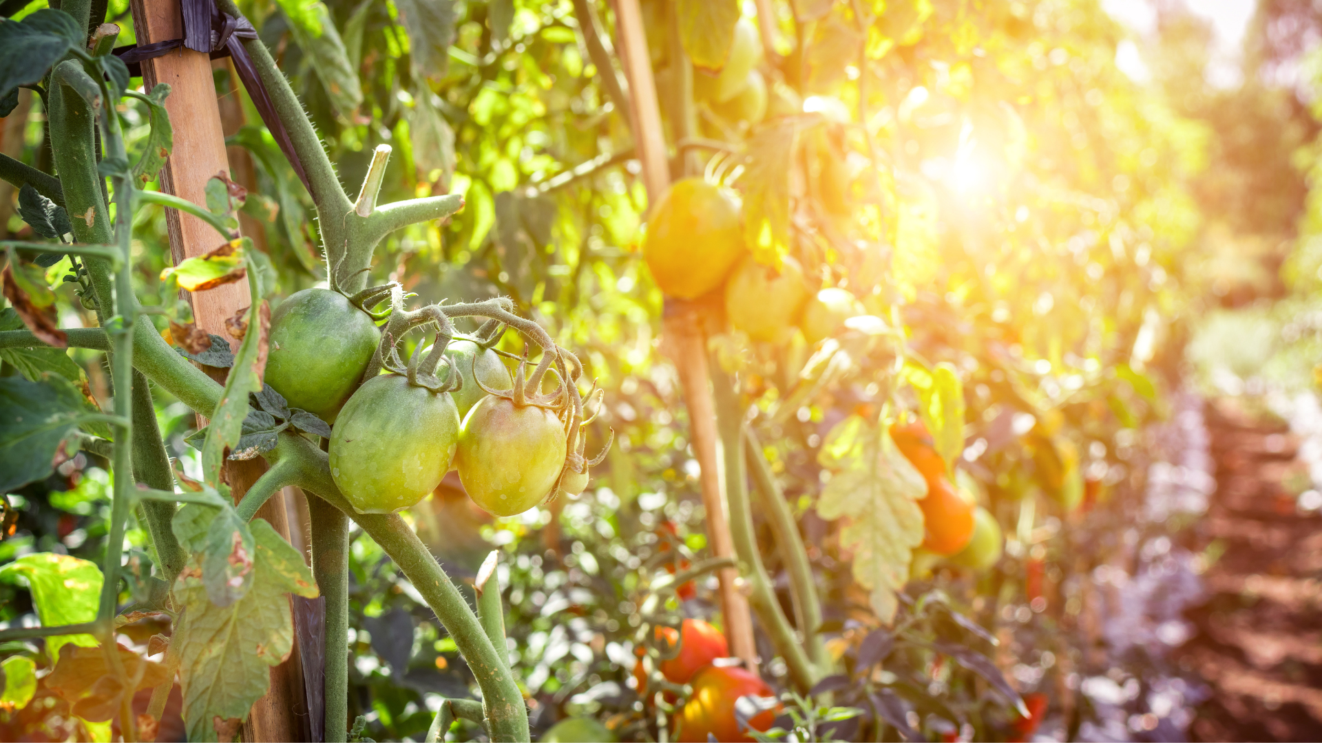Pomodori