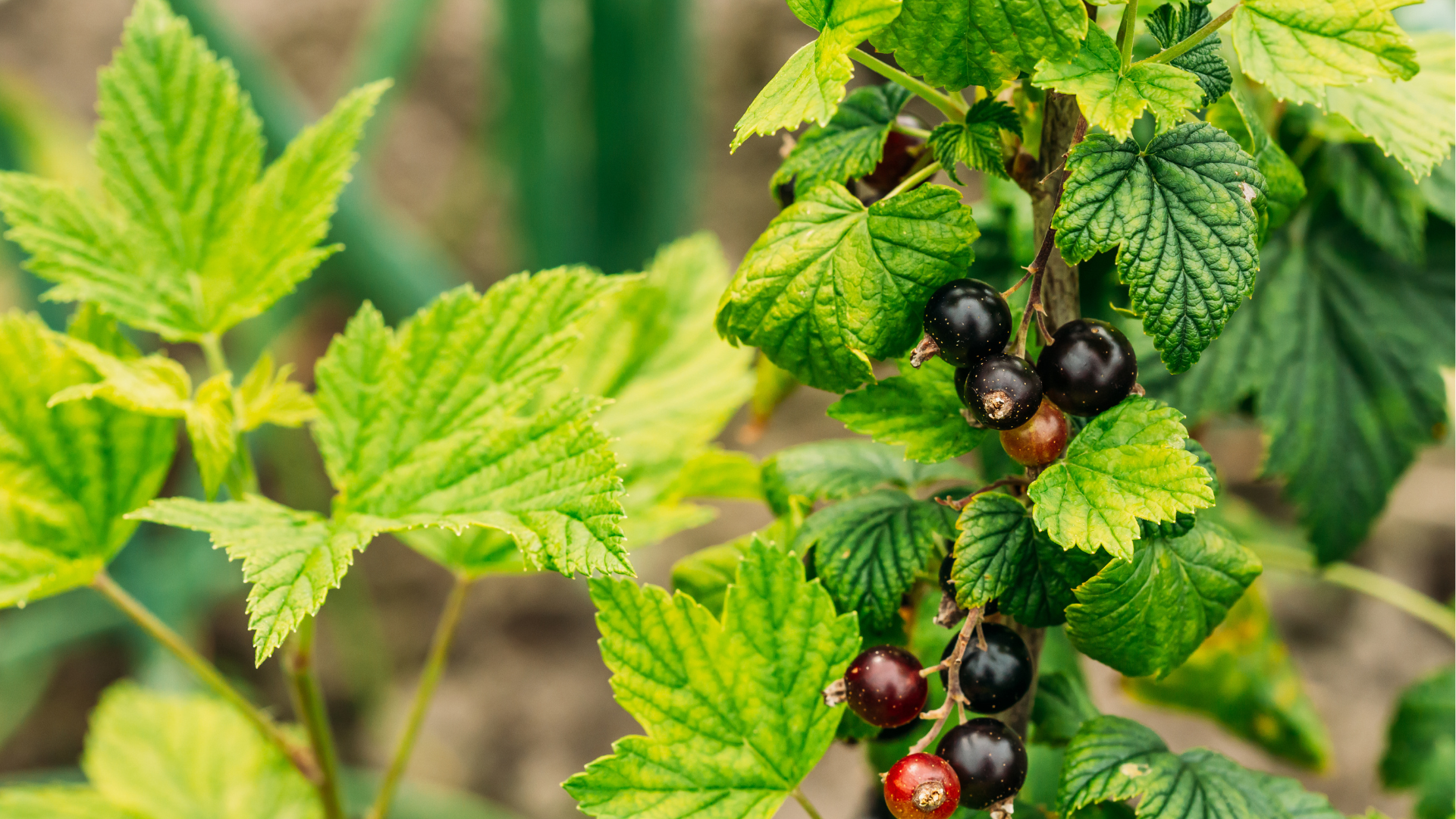 Ribes