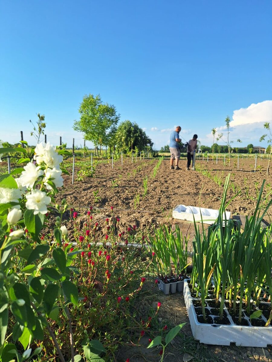 Agroforestazione 4