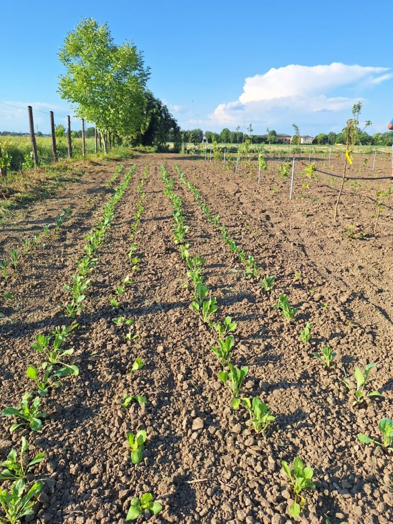 Foto podere 3
