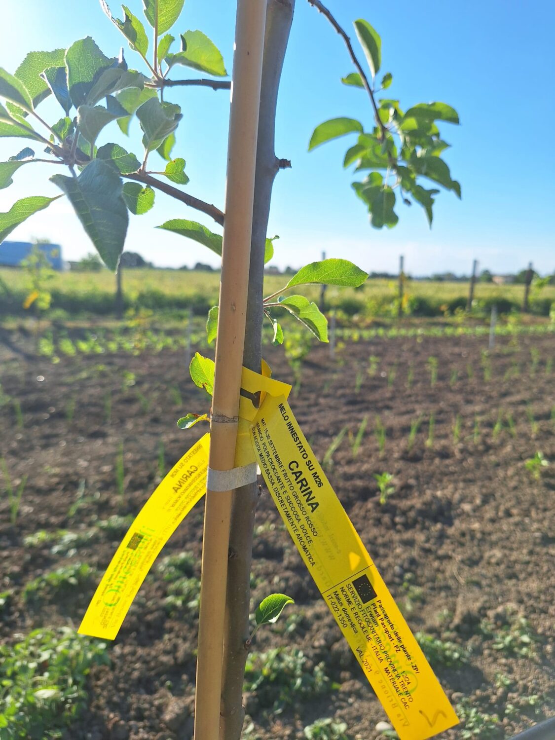Agroforestazione 1