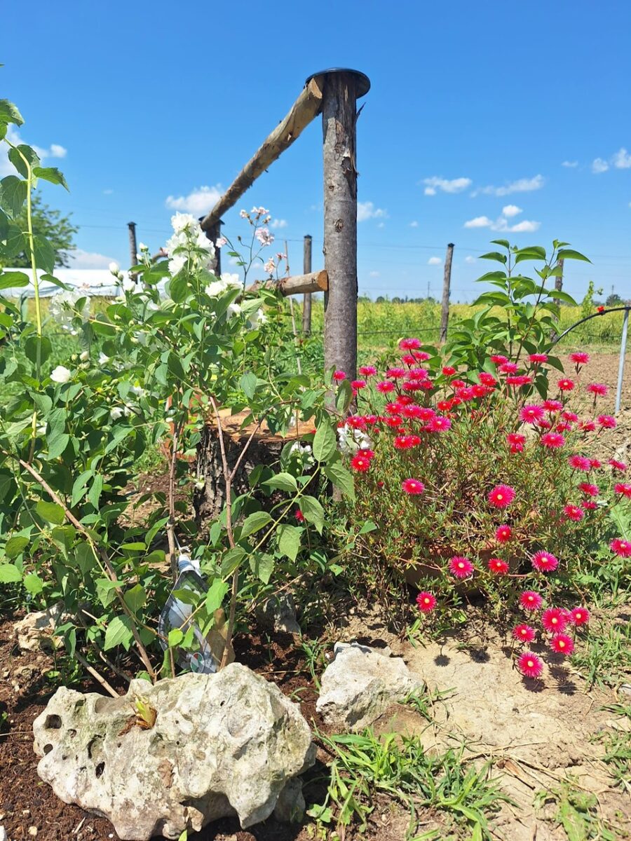 Agroforestazione 3