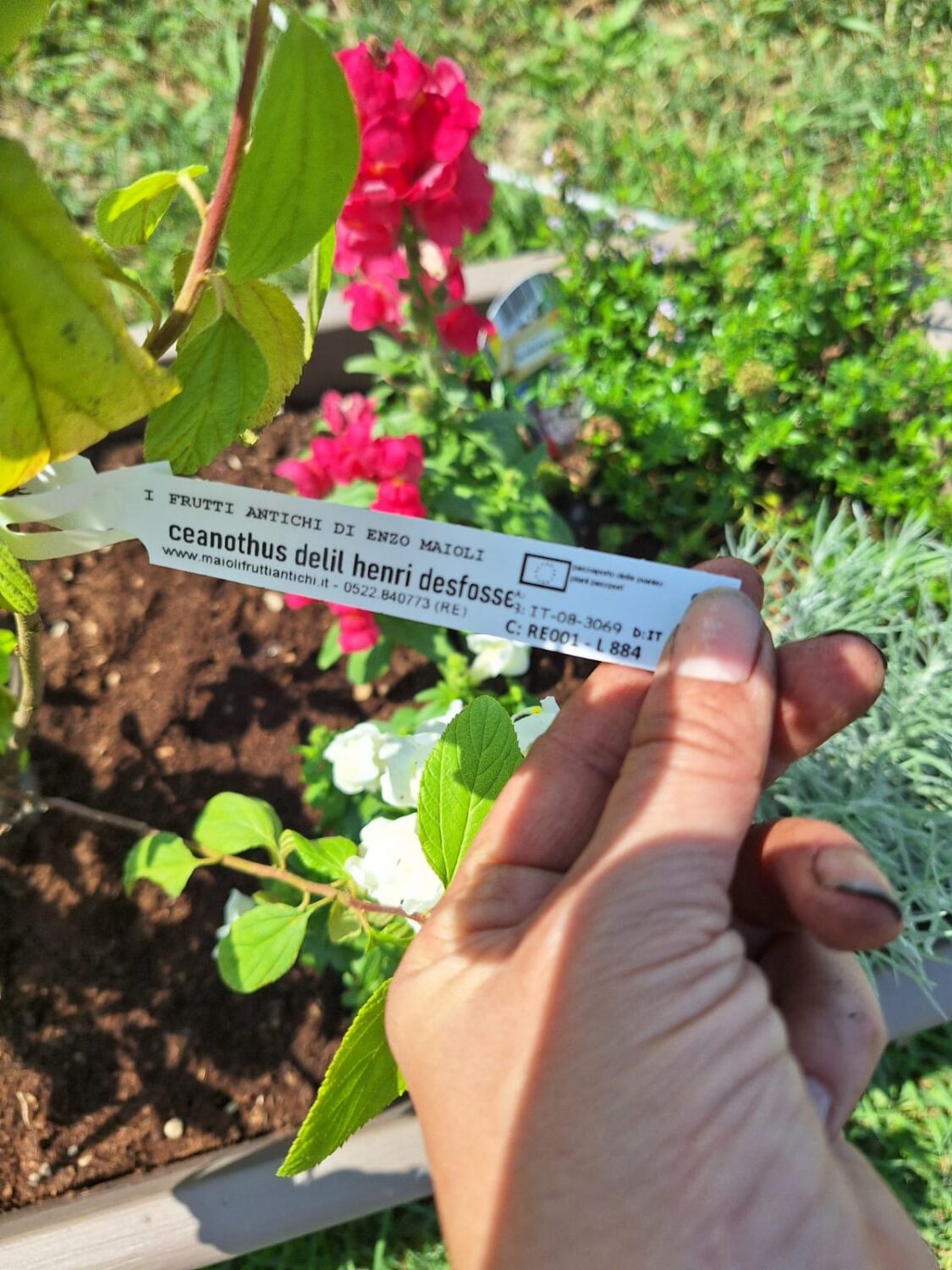 Agroforestazione 2
