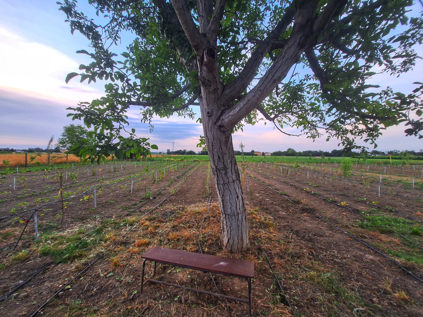   Agroforestazione Prodotti e Eventi
