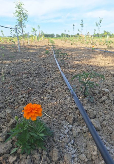 Fiore di Tagete