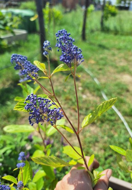 Piante impollinatrici